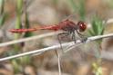 J17_3371 Diplacodes bipunctata male.JPG